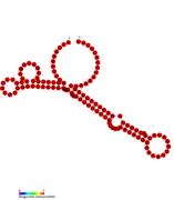 drz-Cjap-1: Self-cleaving ribozyme from Caenorhabditis japonica