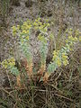 Euphorbia paralias