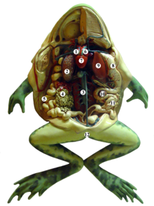 解剖了的青蛙模型