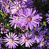 S. georgianum: Photo of Symphyotrichum georgianum taken 14 October 2008 in Georgia, US.