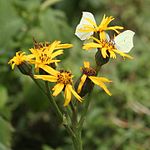 on Ligularia dentata, Mount Ibuki, Shiga prefecture, Japan.