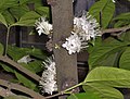 Phaleria capitata of Sumatra exhibiting cauliflory.