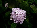 Hydrangea flowers at the "Cerro El Avila" National Park, Venezuela