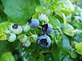 成熟的北極星藍莓（Vaccinium 'Polaris'）
