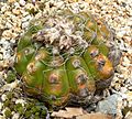 Notocactus uebelmannianus