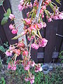 Prunus serrulata – Cherry blossoms