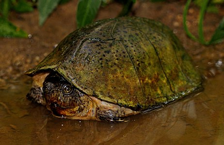 Razorback musk turtle (Sternotherus carinatus), Saline County, Arkansas (July 28, 2017)