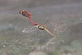 The pair stay in tandem for egg laying