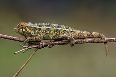 Rough chameleon