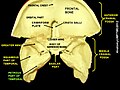 Bones of the front of the skull, viewed from behind (interior surface). The petrous part of the temporal is labeled in the lower left.