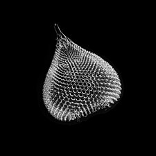 Also like diatoms, radiolarian shells are usually made of silicate.