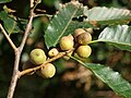 Trichagalma formosana galls