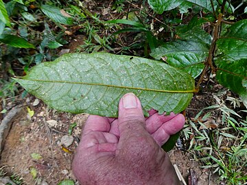 Underside of leaf