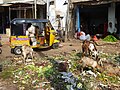 海得拉巴菜市场垃圾
