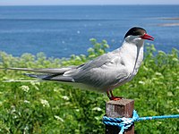 Arctic tern (Sterna paradisaea)