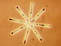 Asterionella formosa, a pennate freshwater diatom