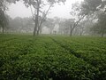 Bajra Tea Garden, Bhadrapur
