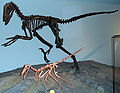 鹫龙与恐爪龙的骨架