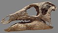 Camptosaurus (Anky-man)