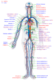 Circulatory system