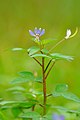 Cleome rutidosperma