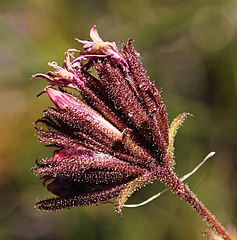 C. congestum with rough and glandular hairs on inflorescence stalk and involucre