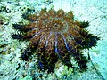 Short-spined crown-of-thorns starfish