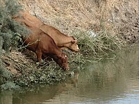 Nahal Alexander wildlife