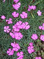 Dianthus graniticus