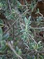 Drosanthemum eburneum leaf