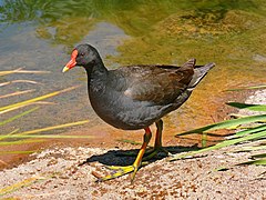 Dusky moorhen442