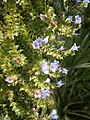 Echium pininana flowers