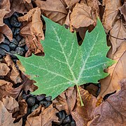 Platanus x hispanica (SDG 15)