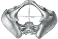 Diameters of inferior aperture of lesser pelvis (female)