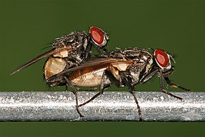 Houseflies mating