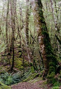 Bush close to Lake Gunn, Fiordland, New Zealand.