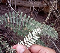 The underside of one pinnate fern frond with lobed pinnae, showing dense white hairs; in the background is the upper side of a larger frond, showing similar but sparser haris