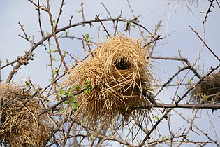 Plocepasser（英语：Plocepasser mahali） nest in Namibia, for year-round occupation.[3]