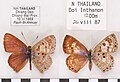 点黑灰蝶 Niphanda asialis