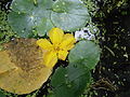 Nymphoides peltata flower