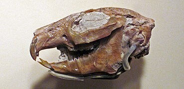 P. haydeni skull