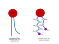 The chemical composition of a phospholipid