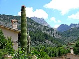 Puig Major (immediately to the right of the cactus) seen from the village of Fornalutx (near Soller)