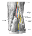 Dissection of popliteal space to show the formation of a type 1 sural nerve