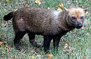 Small brown canine in grass