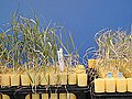 Image 3The Yecoro wheat (right) cultivar is sensitive to salinity, plants resulting from a hybrid cross with cultivar W4910 (left) show greater tolerance to high salinity (from Plant breeding)