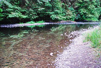 Yachats River, July 2010.