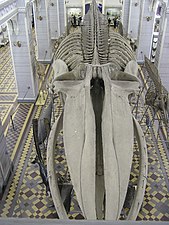 The enormous skeleton of a blue whale
