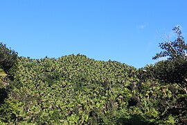 Sierra palm forest near the summit.