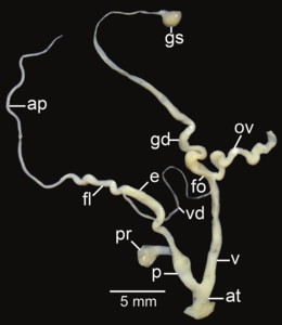 Amphidromus syndromoideus; ap – appendix; at – atrium; e – epiphallus; fl – flagellum; fo – free oviduct; gd – gametolytic duct; gs – gametolytic sac; ov – oviduct; p – penis; pr – penial retractor muscle; v – vagina; vd – vas deferens